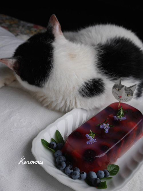 boschintegral: kerovous: Own picture : # 214,  My cat Sumomo（21-year-old and 11 months) and&nbs