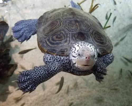 typhlonectes:Diamondback Terrapins (Malaclemys terrapin)There’s diamonds in them marshes! Well, Diam