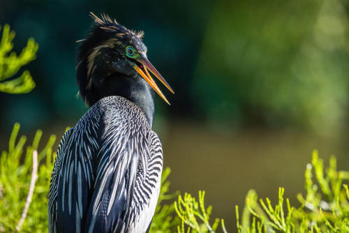 ainawgsd:The anhinga (Anhinga anhinga), sometimes called snakebird, darter, American darter, or wate