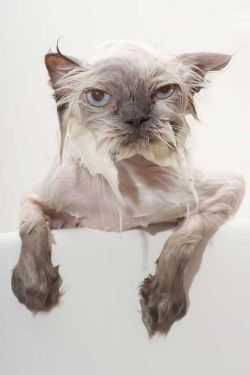 ronbeckdesigns:  crabby bath time kitty (via The Shiny Squirrel)