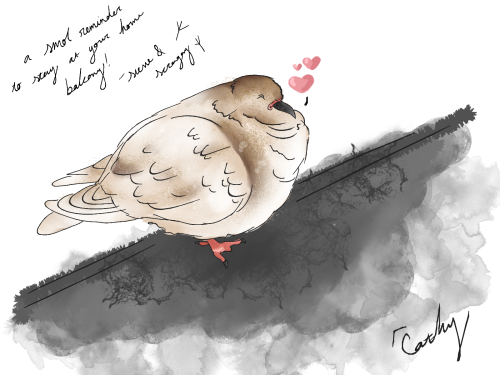 a smol reminder to stay at your home balcony and refrain from helping your pigeon friends groom! :))