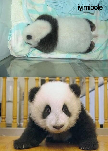 espirisiniaciklayankiz:iyimibole:yerim lan.jYa çok sevimli be 🐼🐼🐼