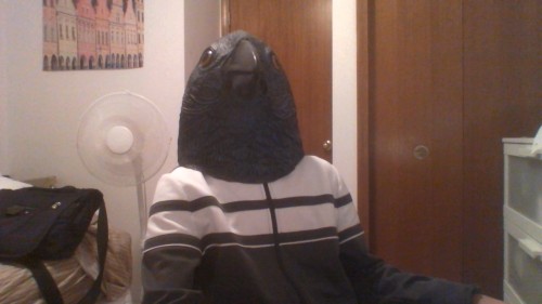 clanes:I have decided to drop-out of University and become a full-time bird.