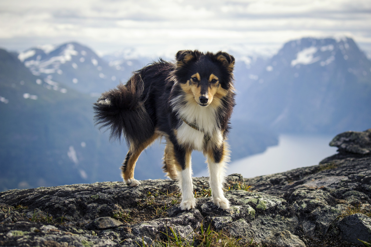 spartathesheltie:Sparta’s new personal record!Dunheia, 1165m above sea level