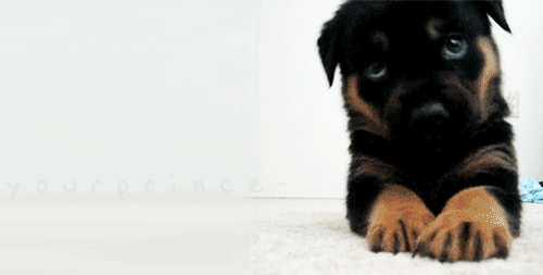 iglovequotes:  http://iglovequotes.net/  Rawr
