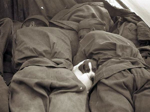 vintageeveryday:Exhausted Russian soldiers sleeping with puppy in liberated Prague at the end of the