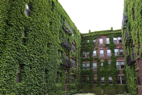 nick-avallone: finding green in the city can be hard sometimes but these buildings make me happy