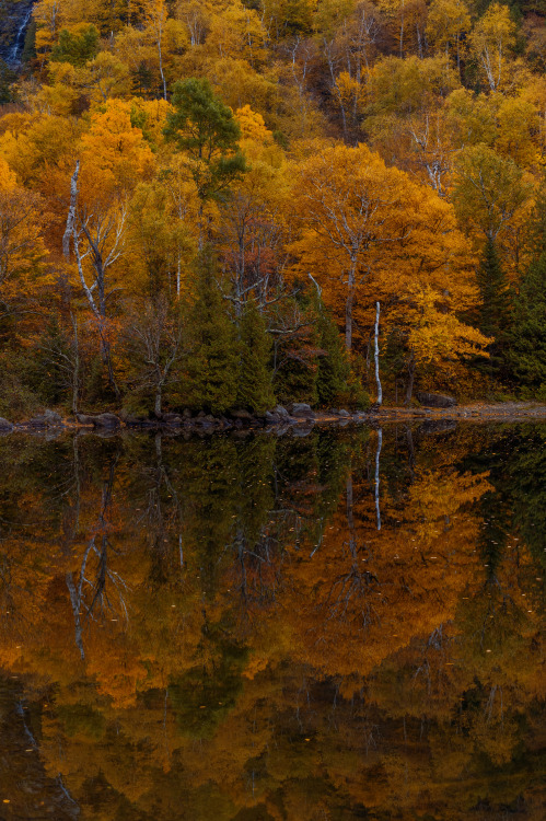 New England Trees in October 