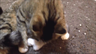 catsdogsgifs:More Funny GIFs here