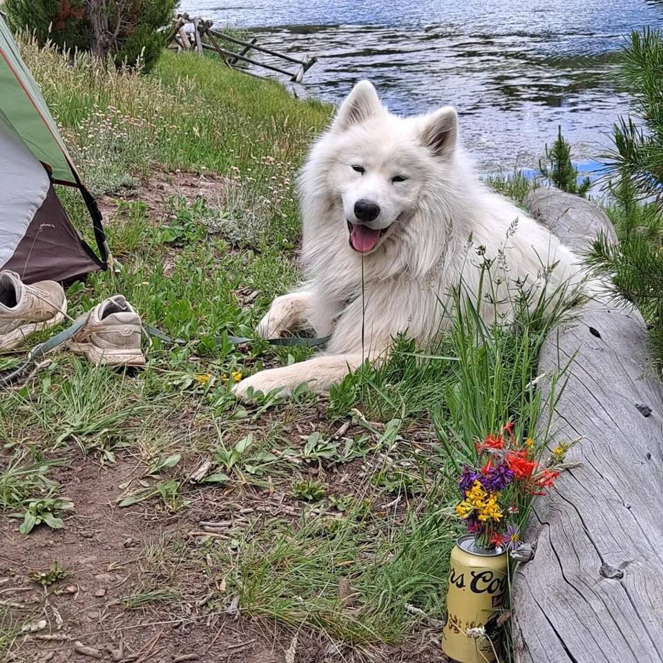 Nimbus' first camping trip! 10/10 would camp again