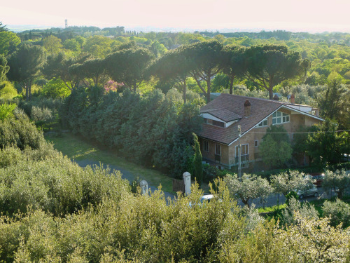 A vista of Italian Stone pine A vast field of green down the slopes of Grottaferrata, with a crown o