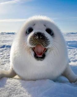 awwww-cute:  imagine if this guy could talk ❄️❄️❄️ (Source: http://ift.tt/2BAioGm)