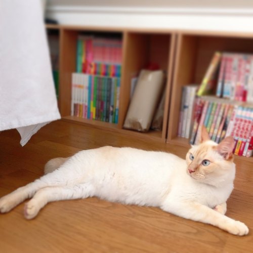 実家の私の部屋が暑過ぎて鼻が濃いーーーピンクになってるキーくん。不安なのか私がいないとずっとニャーニャー鳴いてて可愛すぎるんですけど⁉️ #cat #猫 #白猫 #whitecat #siamese 