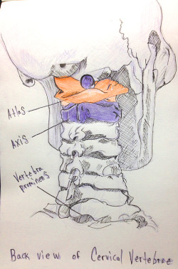 wavesoftware:  Col-erase x Macron pen 01 sketch of back view of neck and skull connection / Referenced from: Complete Anatomy  and Figure Drawing 