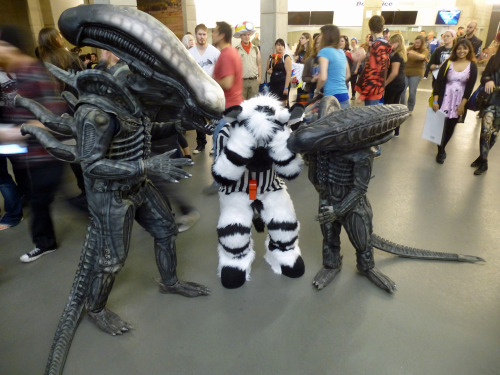 #MonsterSuitMonday Here’s my referee zebra character “Strypes” being attacked by a full size & a