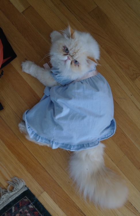 lucifurfluffypants:I feel pretty. Oh so pretty. I feel pretty and witty and I WILL CUT A BITCH! (Sub