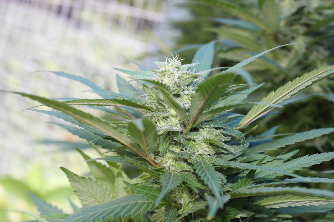 sweetstoner:Some bud candids