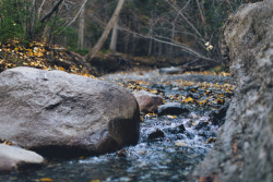 heyvian:  Waterfall carving rock near Jasper, Alberta Tumblr | Travel Photographer 