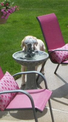 neurodivergent-crow:  neurodivergent-crow:  I went to refill my mom’s solar fountain and on my way back in i saw a honey bee friend taking a drink. I went in to get my phone to take a picture and came out and saw…not a bee. lmao. The neighbor’s