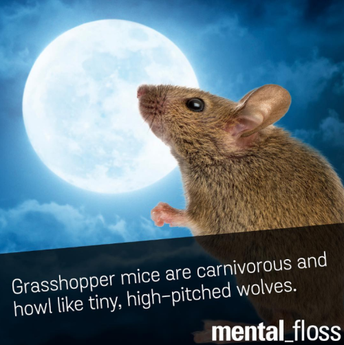 critical-perspective:  the-timelord-professor:  nunyabizni:  Awe terror mice sound cute  Weremice  