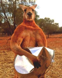 tatooiines:  lampfaced:  houstonwehaveadog:  saltrat88:  tulpawithablog:  catsbeaversandducks:  “Roger’s favourite game is crushing his feed bucket! Roger is our alpha male kangaroo, he is 10 years old, height 6ft 7, weight 200 pounds and 100% muscle.