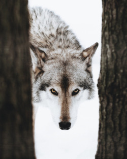wolvenrealm: Alpha Eyes By  Zach Leon   