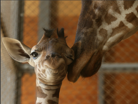 An 11-day old baby giraffe with its mother at a safari park in Himeji, Japan (via Lens)