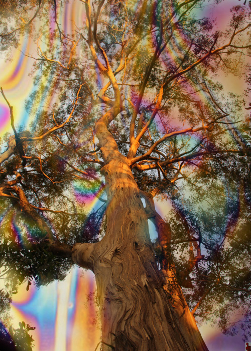 pureblindingcolour:  pureblindingcolour  skywards  