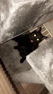 cutecornflakes:  From the shadows - The Blep