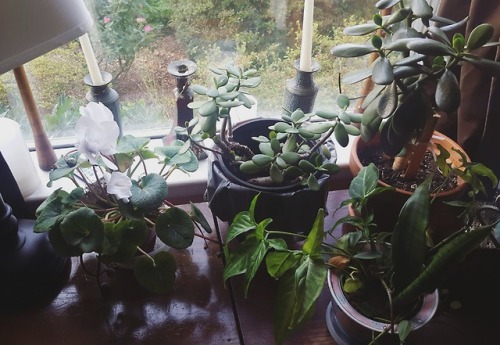 foamysoymilk: plants at my boyfriend’s house
