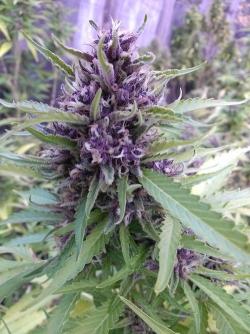 natureatitsfinest-cannabis:  purps 