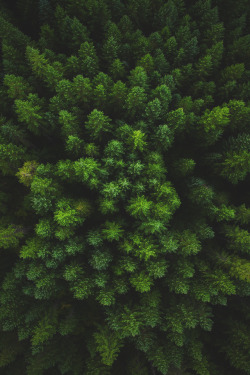 Washington Forest From Above | S.L.Δ.B.