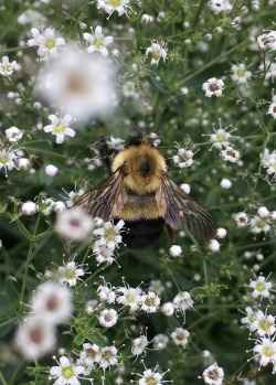 eluciidate:  fuzzy guy 