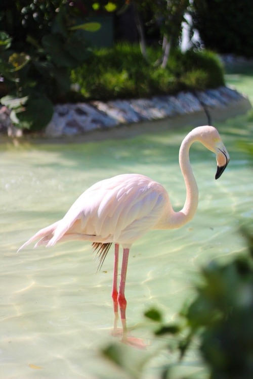 Flamingos in the Tropics