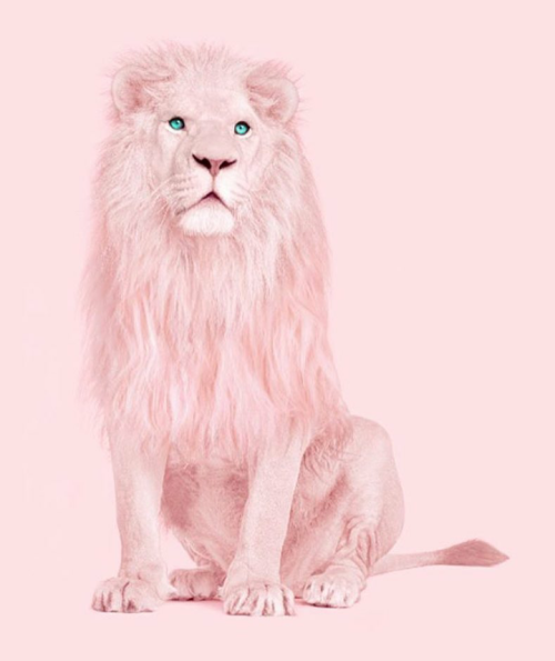 pink lion