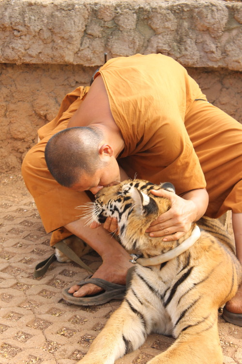 quietbystander:At the Tiger Temple, Thailand. By Square Root of Pie