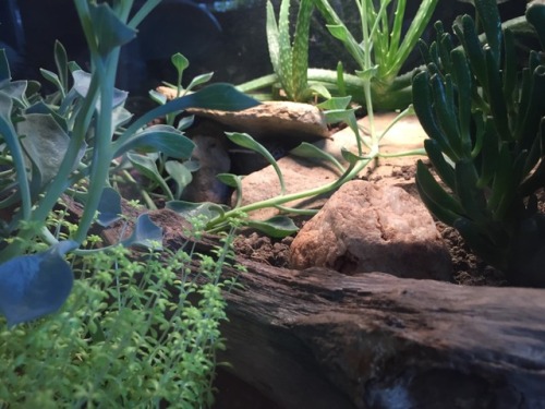 bufovivarium:eclectic-k:One photogenic boi.Kharjo, actually out of his cave.