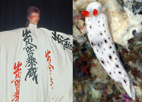 Impressively red-cheeked with black spots.Bowie :: Nudi