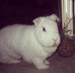 earthlyghost:  awonderfulnameblog:  This is Phoebe. Some children cut her ears off with scissors. Rabbits are not toys, but unfortunately many parents treat them as such and give rabbits as “starter pets” to their kids. This is why we are raising