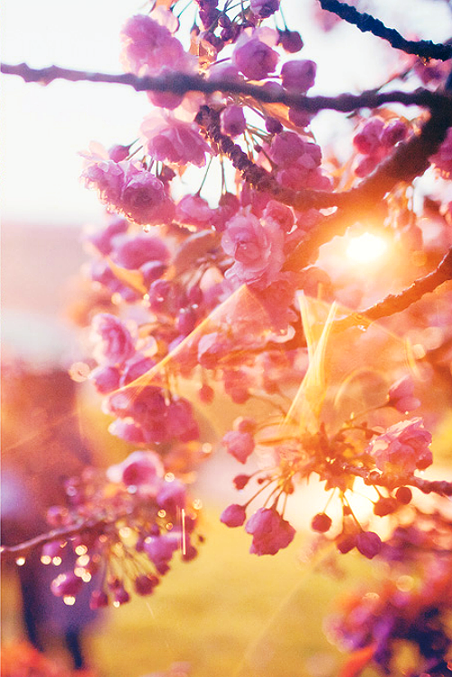 floralls:   Lille by Katerina SOKOVA 