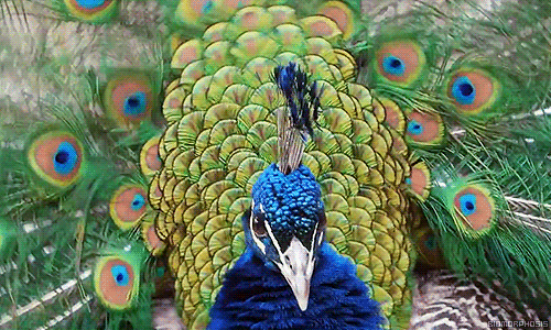 biomorphosis:  Interesting Fact: When the sunlight hit peacock feathers, the colors