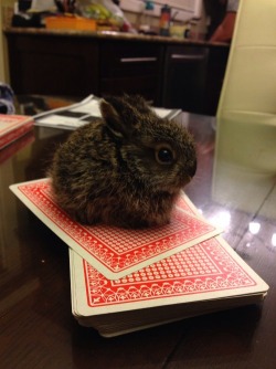 cuteanimalspics:  Tiny rabit (Source: http://ift.tt/1PUedZ7)