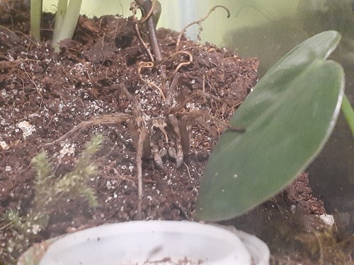 Sometimes You Are Just The Most Perfect Spider Ever