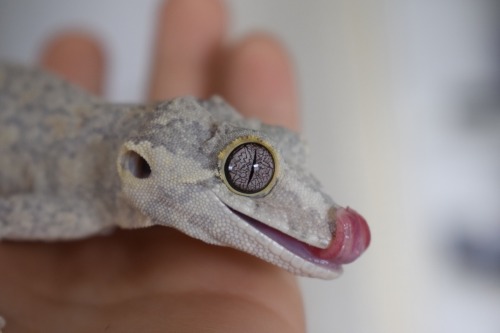 Here’s Lily, my fiancés Gargoyle Gecko. I love her lavender eyes!