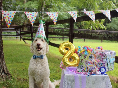 real puppy birthday party