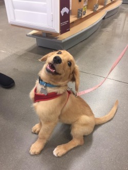 arcz83:  dog-rates:   This is Ralph. It’s his first time out in public. 11/10 good boy.    Hes such a cutie 😍