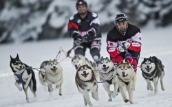 No Sleds Allowed (Red Bull Crashed Ice Dogsled Race In Finland)