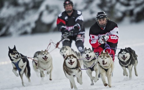 No sleds allowed (Red Bull Crashed Ice dogsled adult photos