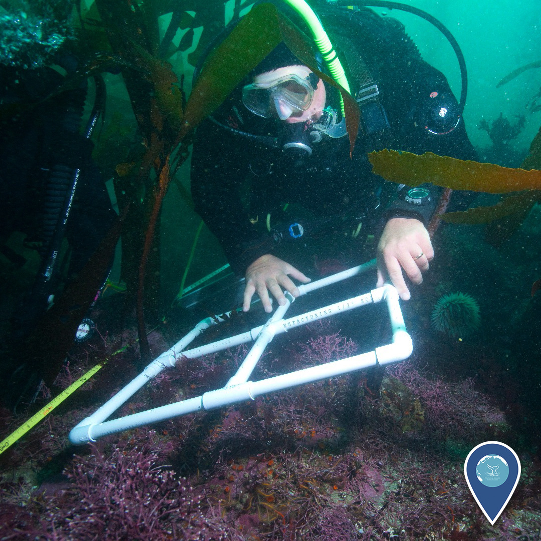 It’s Invasive Species Week! All week long, we’ll be bringing you information about invasive species and their effects on national marine sanctuaries. Though environments certainly change over time, invasive species can crowd out native species,...