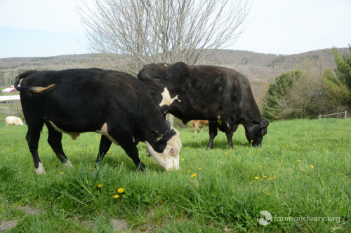 animalsoffarmsanctuary: Frank Escaped Slaughter, and Now He’s Finding His Way in the Herd Fr